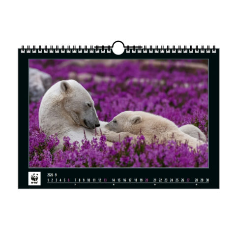 Calendrier WWF 2026