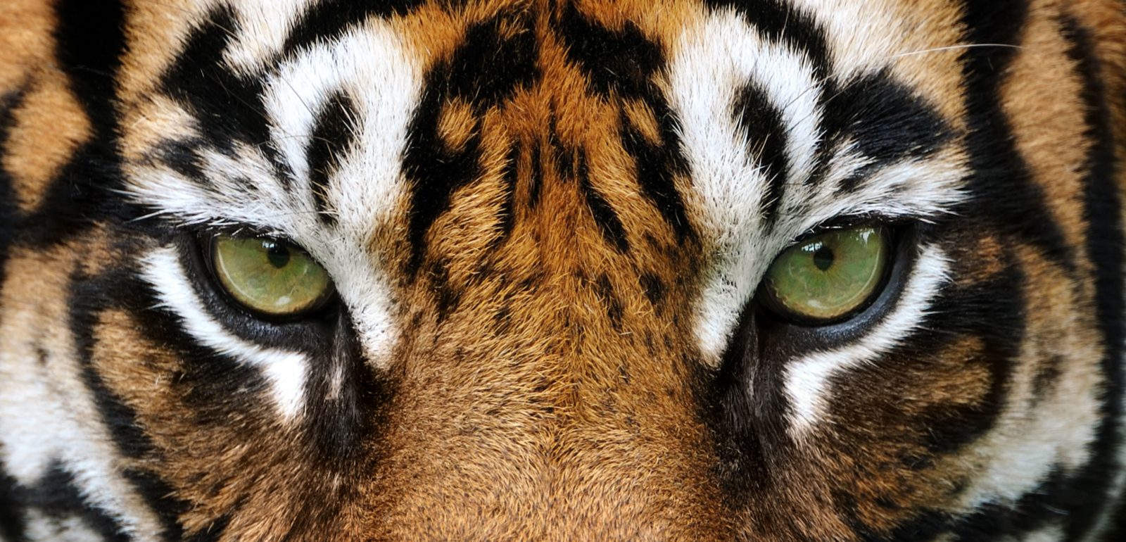 Parrainez un animal pour protéger les espèces menacées