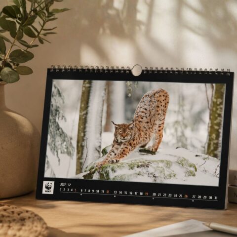 Calendrier WWF 2027